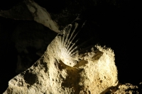 Glühwürmchen & Rugby