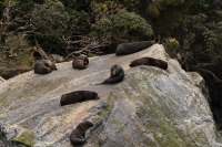 Milford Sound