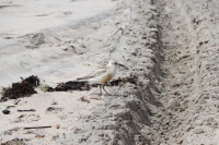 Erste Nacht im Camper & Northland