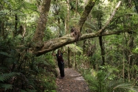 Kauri Wald