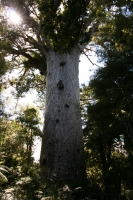 Kauri Wald