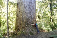 Kauri Wald